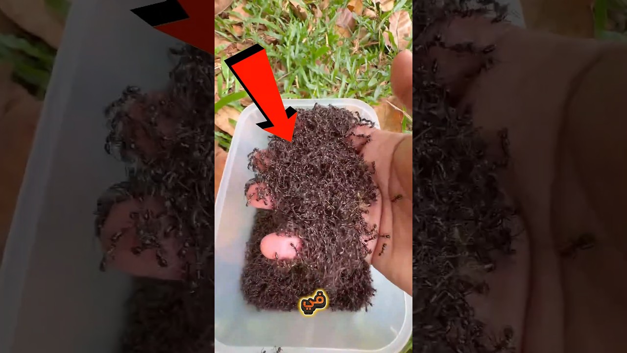 سر الألم الحاد في لدغة النملة! 😨 #shorts