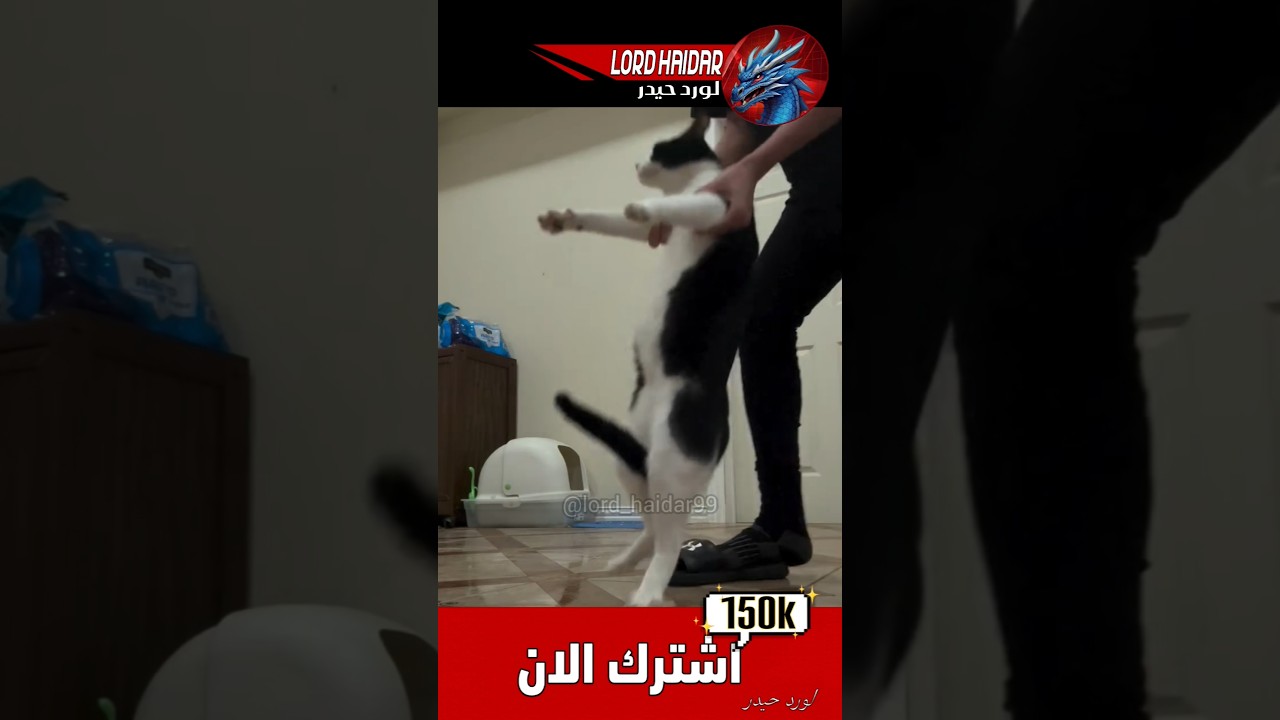 مواقف مضحكة للقطط 😂💧 #كوميديات #تحشيش #ضحك #اكسبلور #cat #قطط