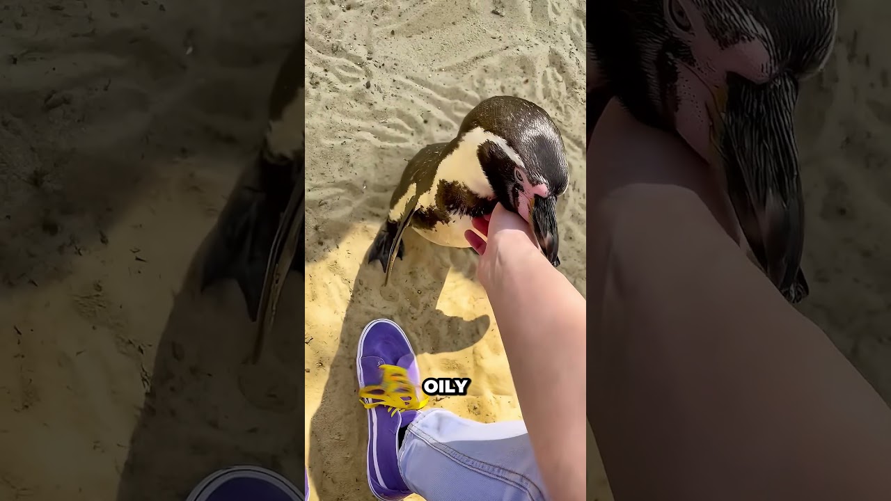 What Happens If You Pet a Penguin? - Published by Sam Scott