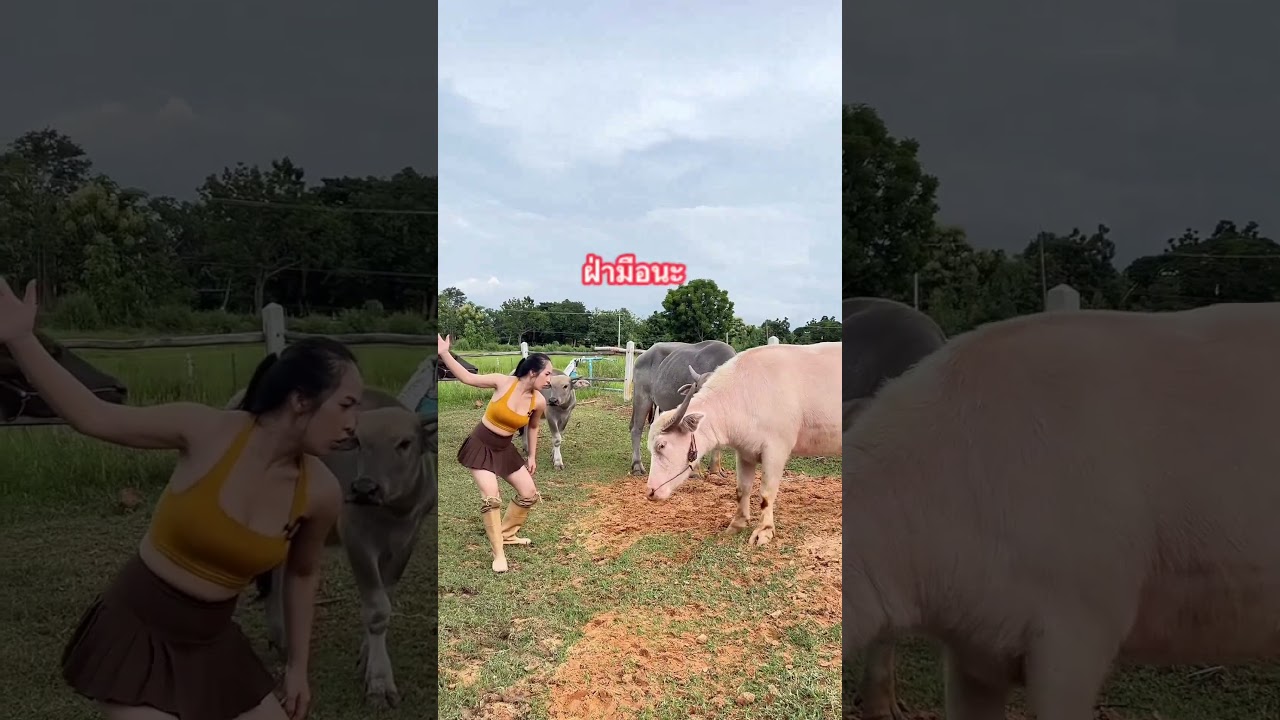 Fighting each other until the head is cut off. #funny #animals #funnyvideo #funnyshorts