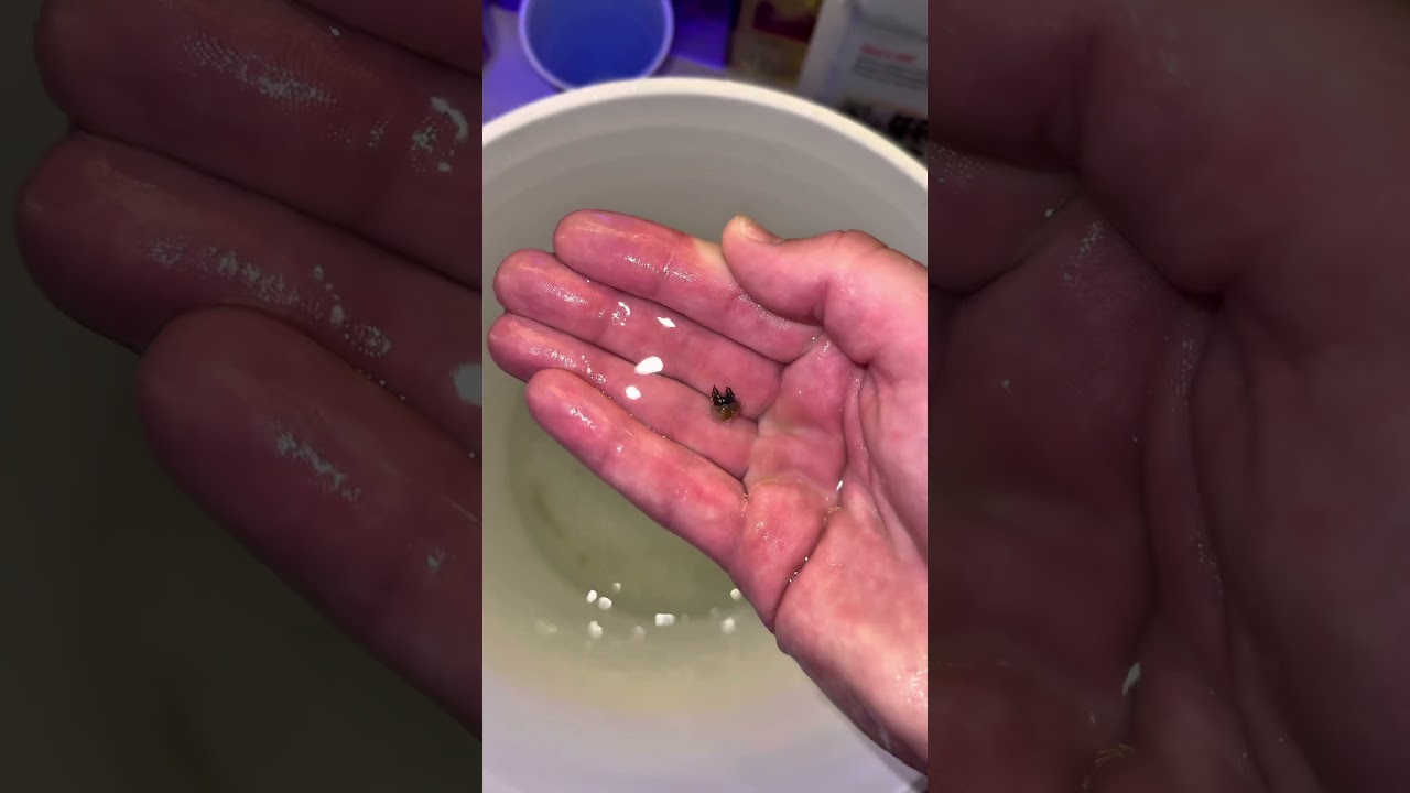 Removing Aiptasia Part 3