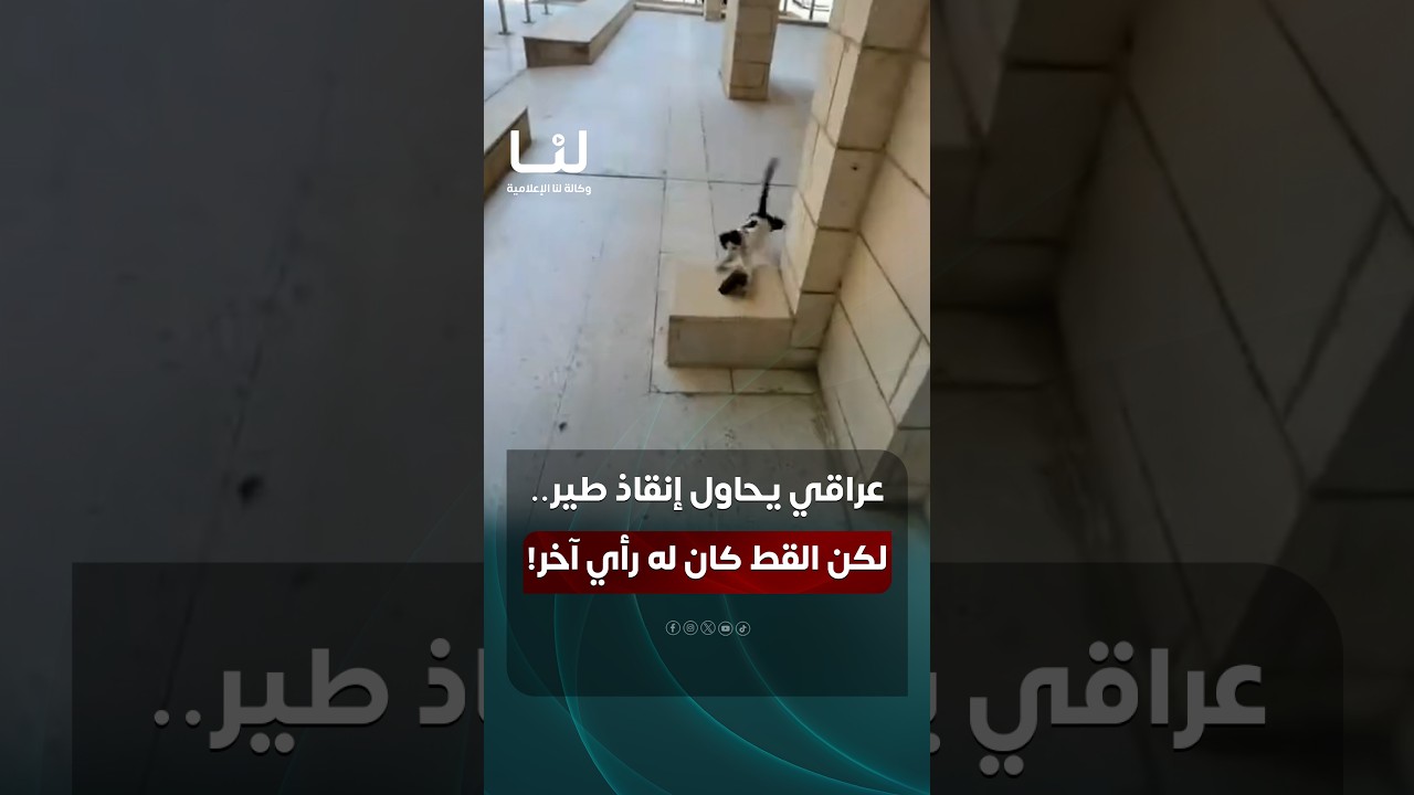 شاهد.. عراقي يحاول إنقاذ طير صغير سقط على الأرض.. لكن القط كان له رأي آخر! #وكالة_لنا_الاعلامية