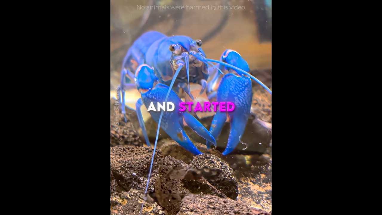 This Lobster Will Never Be The SAME 🦞💙