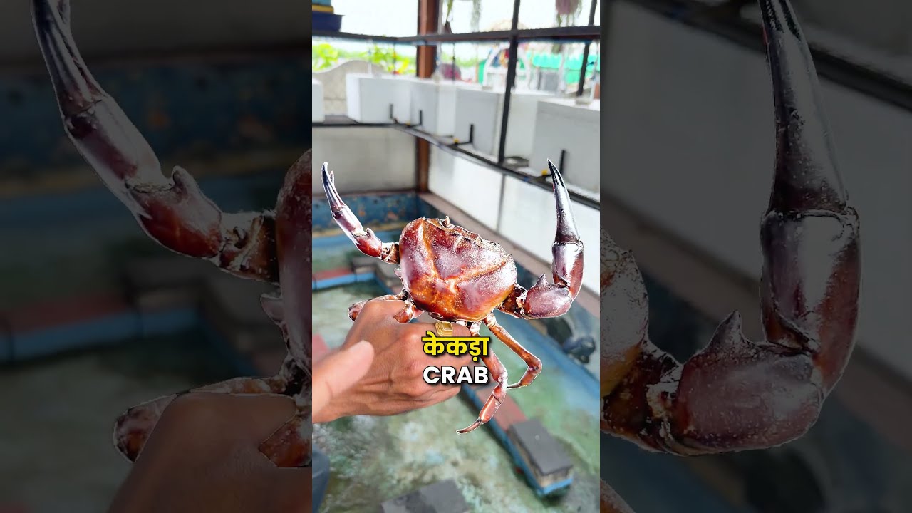 केकड़ा FACTORY TOUR! 🦀🔥 #CrabFarming #HighProfitFarming #indianfarmer #shorts