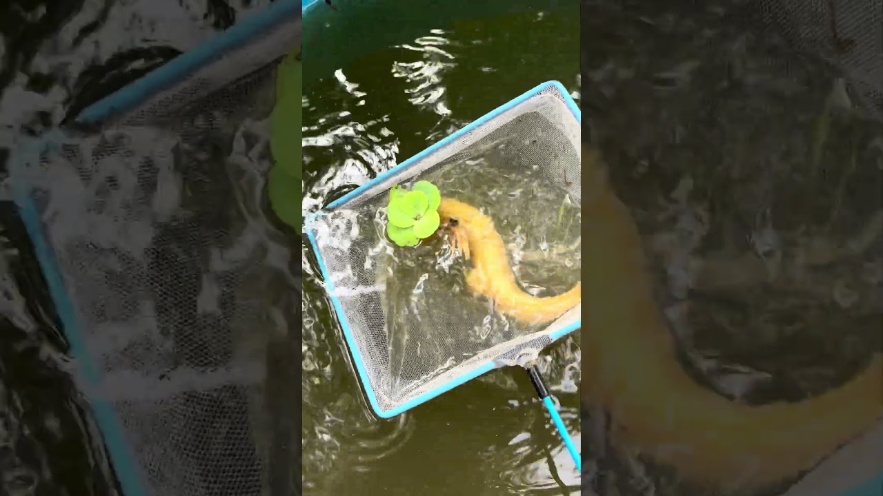 ചക്ക ബോംബ് തന്ന പണി...😄 | jack fruit in snake head tank | monster fish tank | snake heads