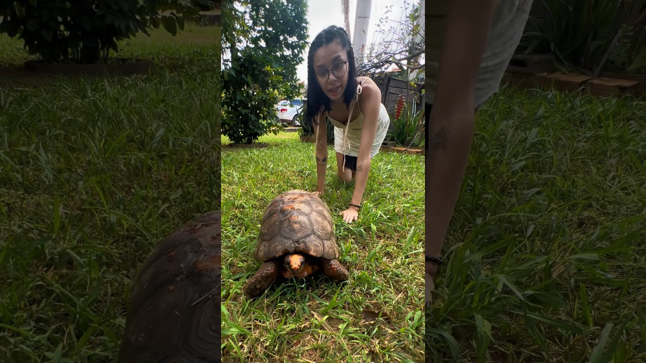 SEGUIMOS UM JABUTI (OLHA ONDE NOS LEVOU) 😱🐢