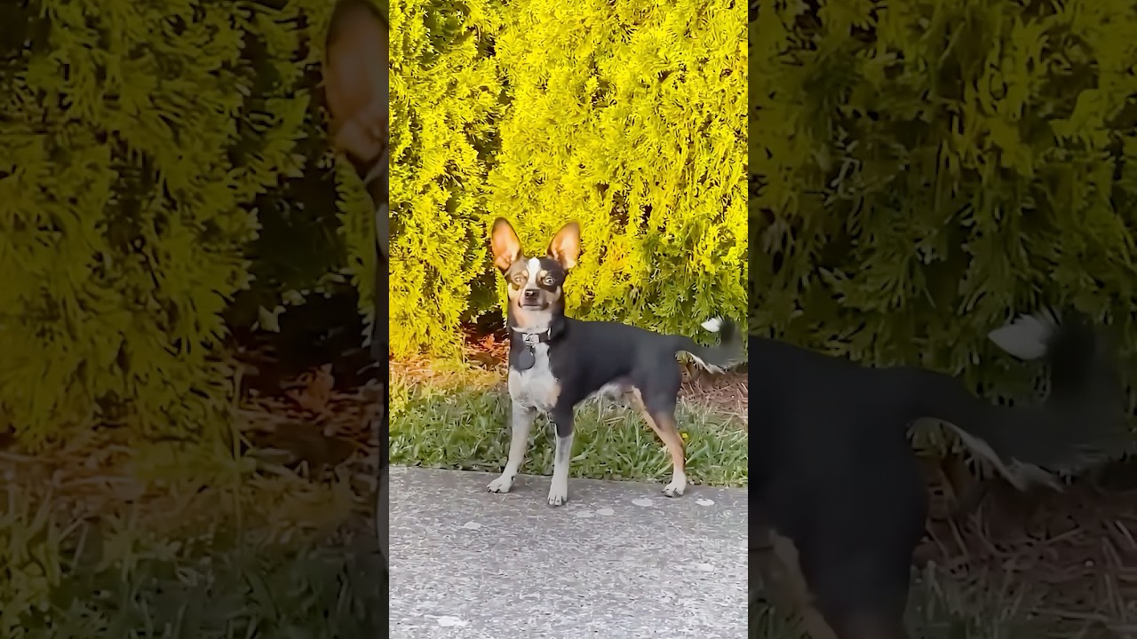 Dog Gets Caught Trying To Run Away