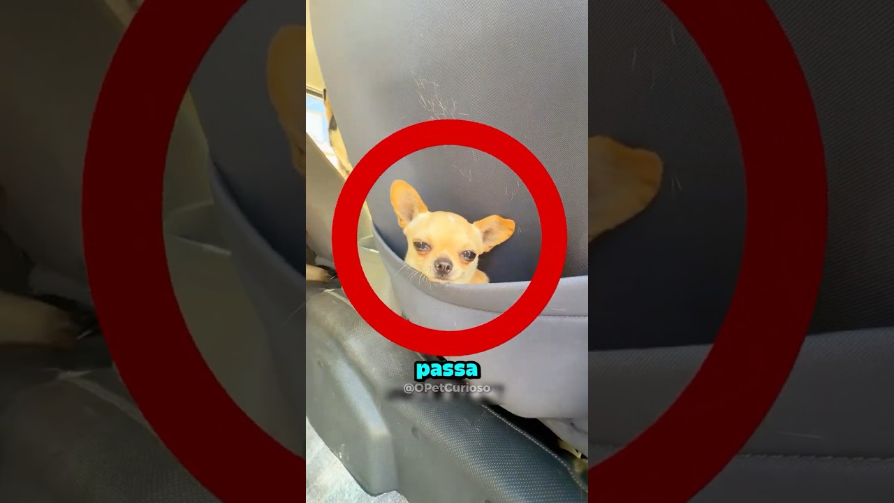 Eles são da patrulha canina🐶😍