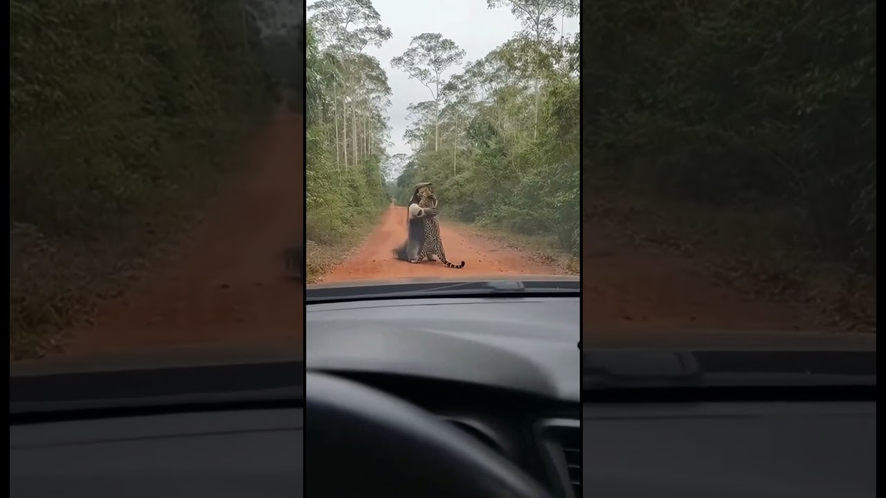 Quem é mais forte? Tamanduá ou Onça? #amazonia #onça #tamanduá #sitio #animals #pantanal #shorts