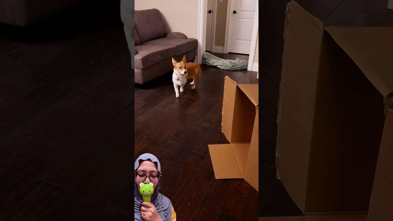 DOGGY CARI PAPA ‼️#shortvideo