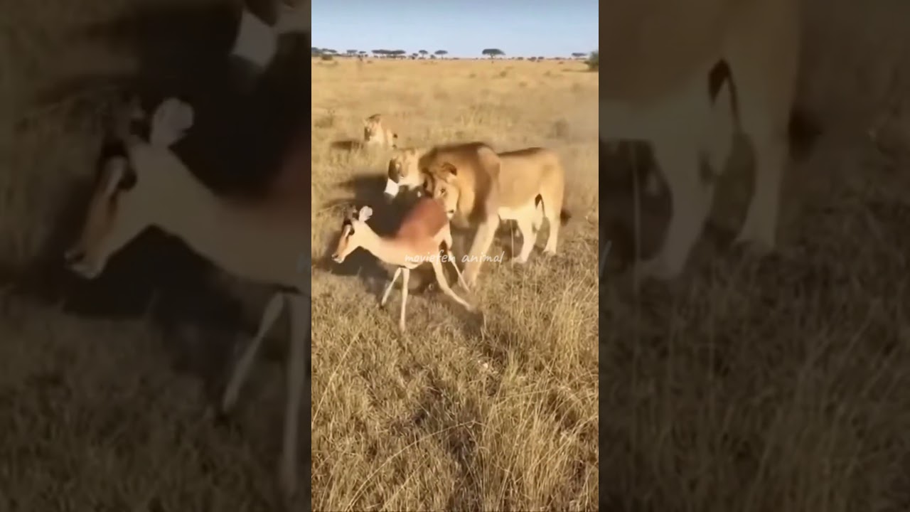 Di Tengah Melahirkan Singa Datang Dari Jauh#animals #aivideo #shortvideo