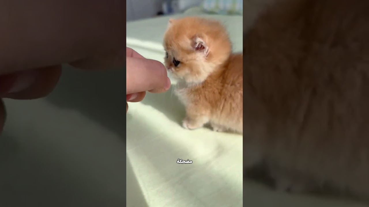 أبوها جابلها قطة كيوت… شوفوا اللي حصل بينهم! 😍🐾