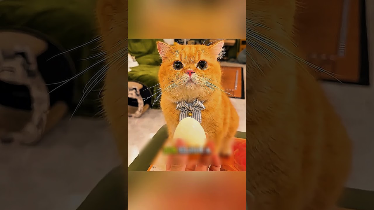 لما القطه وقعت العصير صاحبتها فهمت انها كانت بتحميها من خطر كبير #اكسبلور #ماوراءيات #قصص #ملخصات