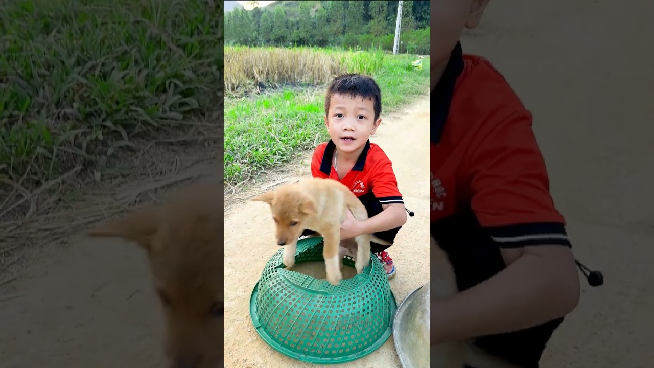 تبني الكلاب الجميلة