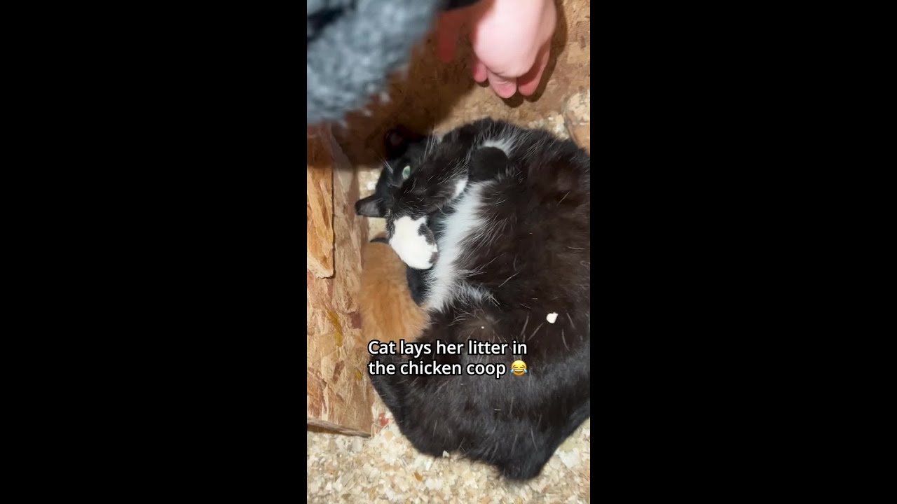Cat lays her litter in the chicken coop
