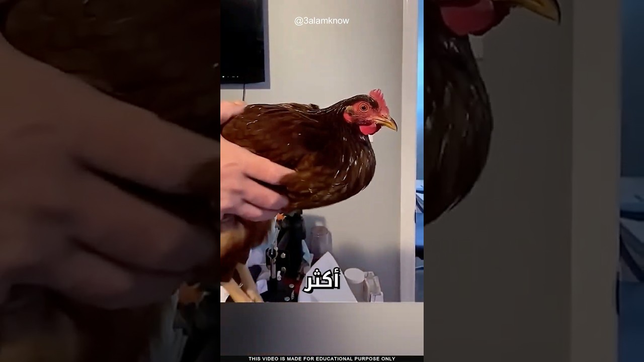 ما سر رأس الدجاجة