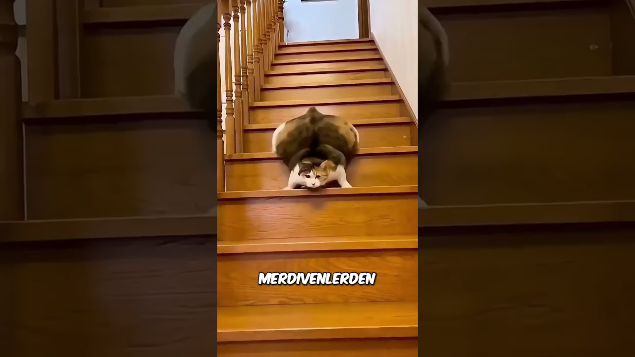 Babam bana küçük ve akıllı bir yavru kedi aldı 🐱✨