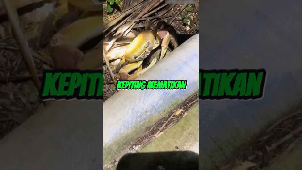 Kepiting Mematikan #faktaunik #sains #sainsasyik