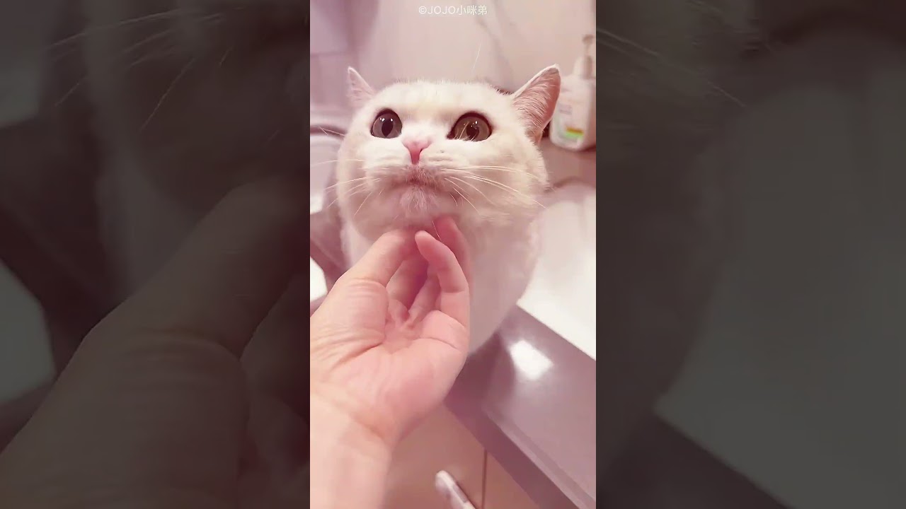 QUAL É A GATINHA MAIS PREGUIÇOSA? 🐱
