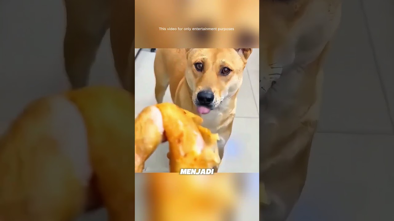 Small Kindness That Bears Great Loyalty