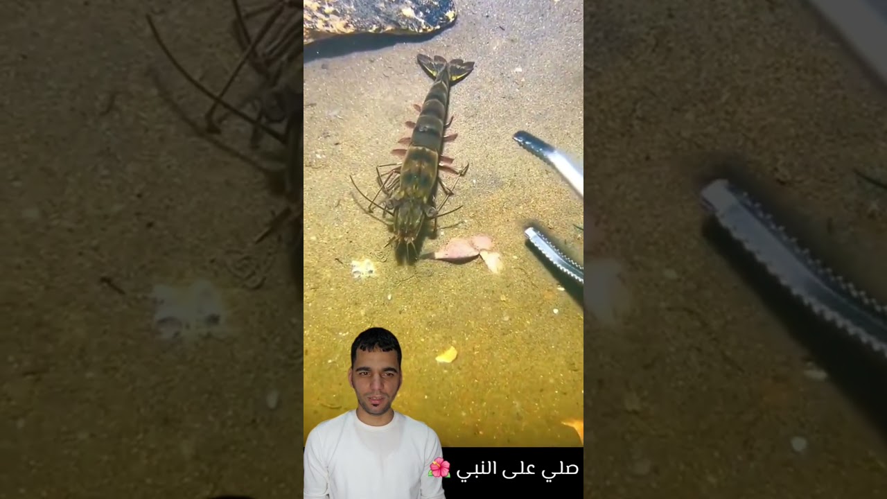 سمكه ب 50 دولار #اكسبلور