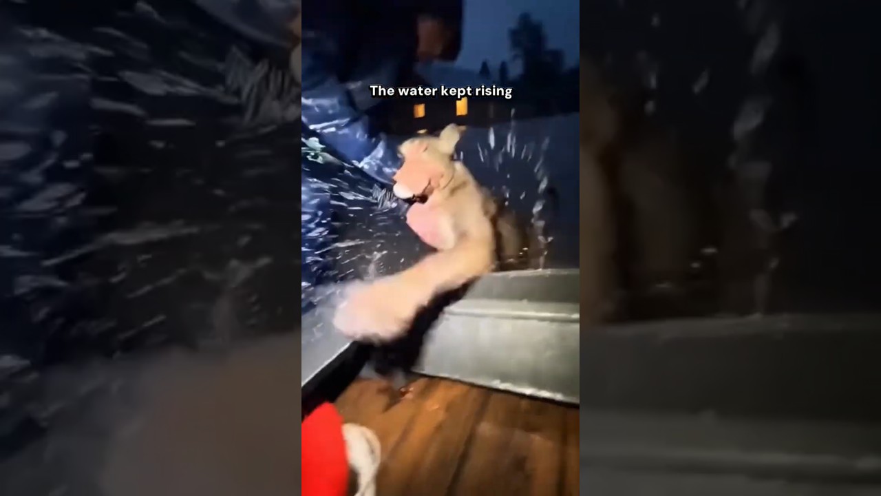 Rescuing a Mama Lion From the Flood!