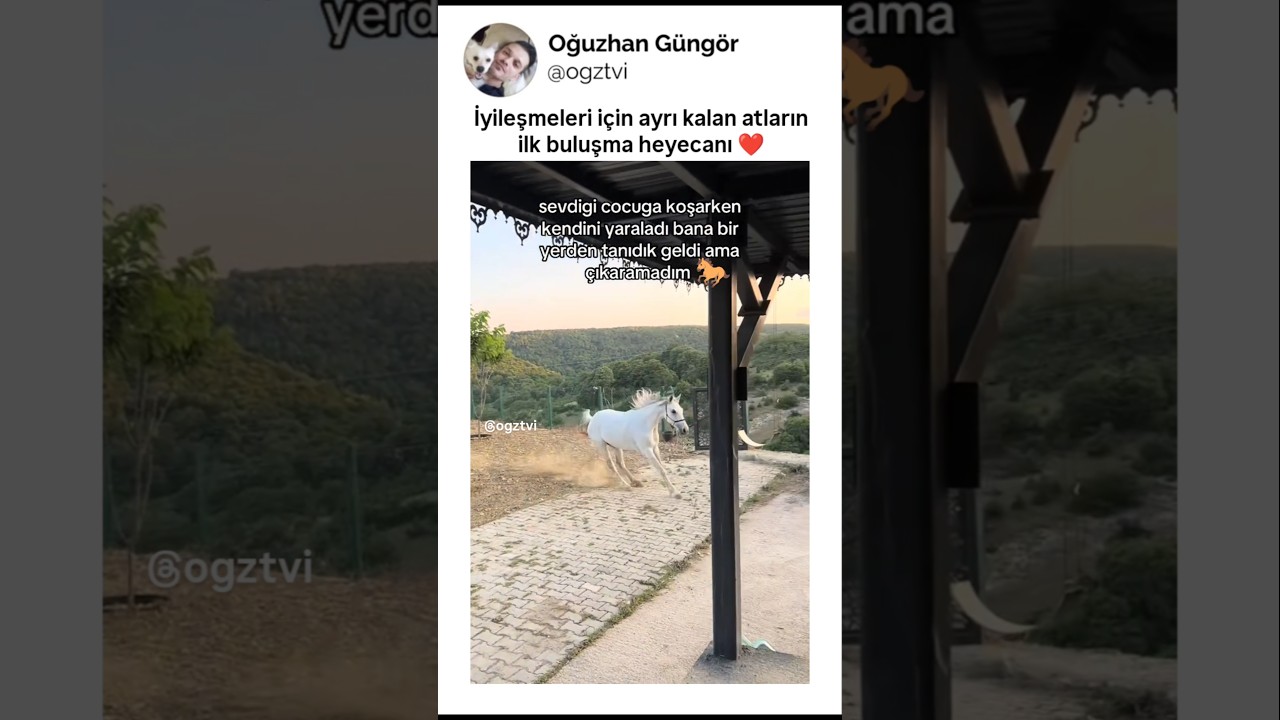 İyileşmeleri için ayrı kalan atların ilk buluşma heyecanı