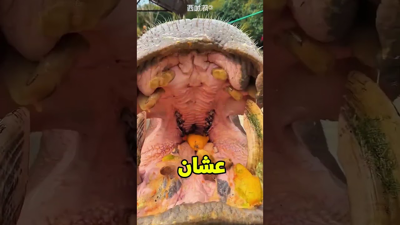 فرس النهر ماله😱‼️