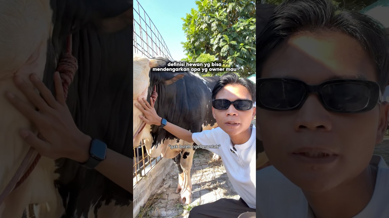 MENYENTUH HATI❗️DETIK DETIK PERPISAHAN ADAM DENGAN SAPI QURBANYA🥹