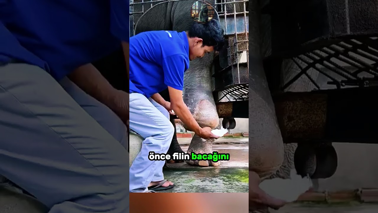 Fil Bacağını Kaybetti Ama Sahibi Onu Yalnız Bırakmadı! 🐘 🩹 ❤️