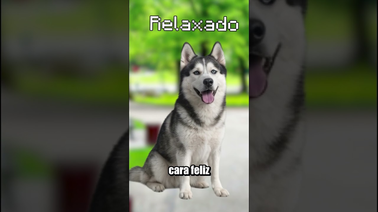 REPARA BEM NO SEU CACHORRO!