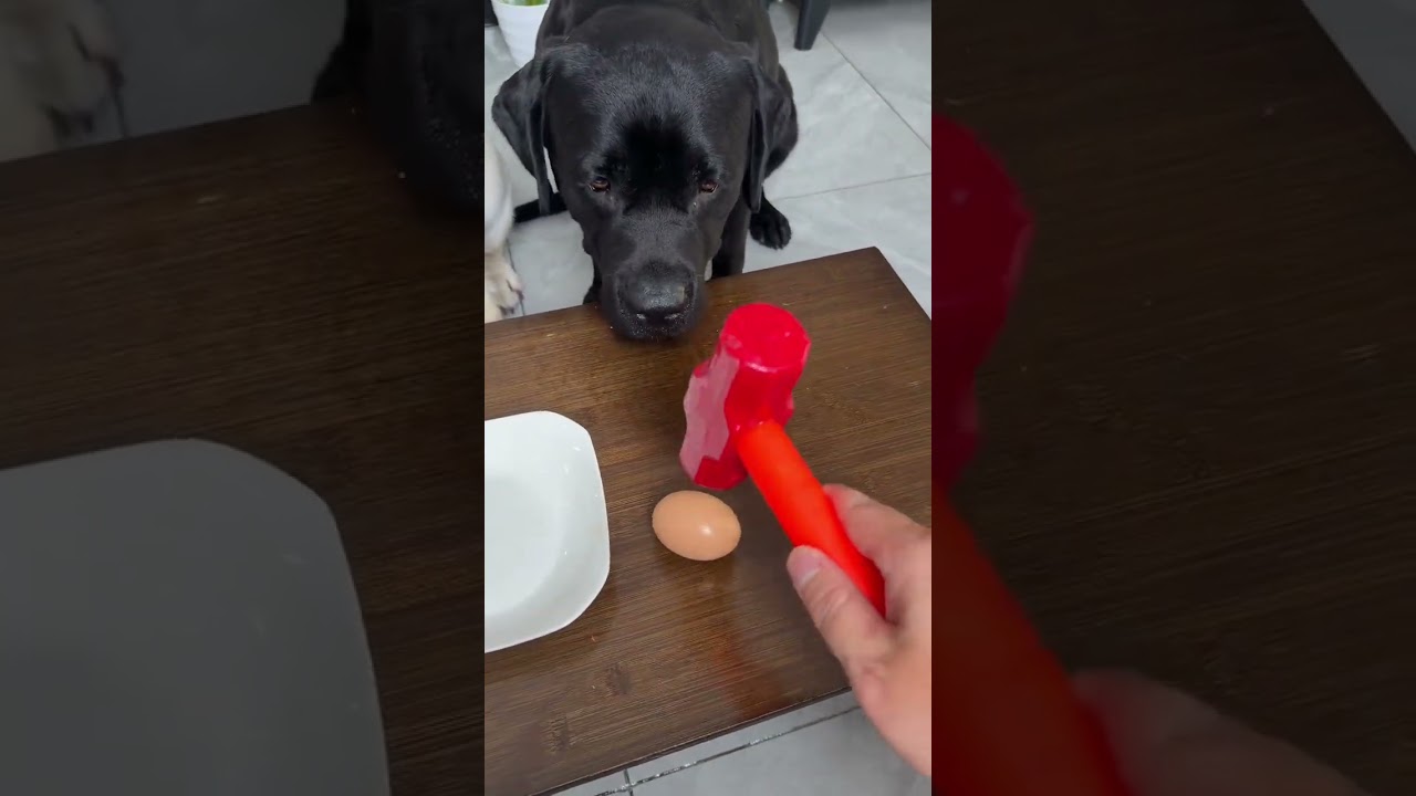 DogWithHumanVibes #DogsThoughtsWrittenAllOverTheirFace #CutePetDebut #WhenYouHaveAGreedyPup  19