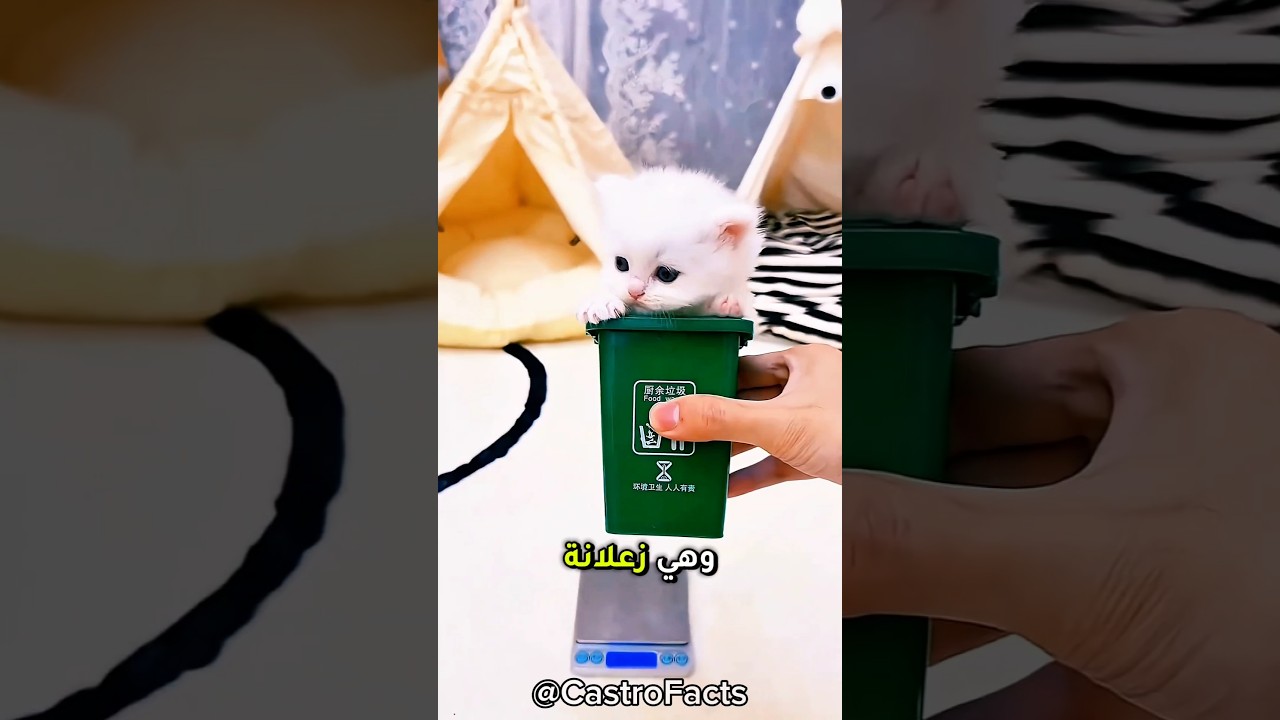 القطة الصغيرة دي جهزت نفسها للسفر! 🐱🧳