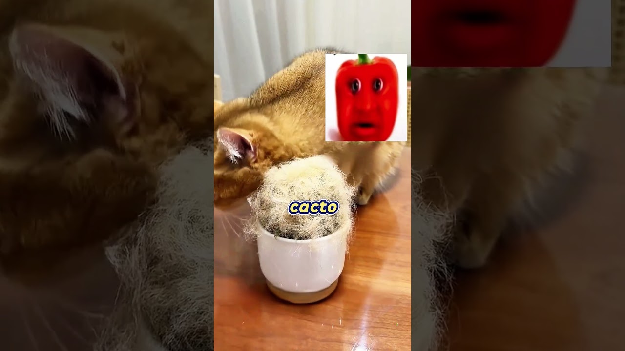 Meu Gato Encheu a Casa Toda de Pelo! 🐱🌵😂