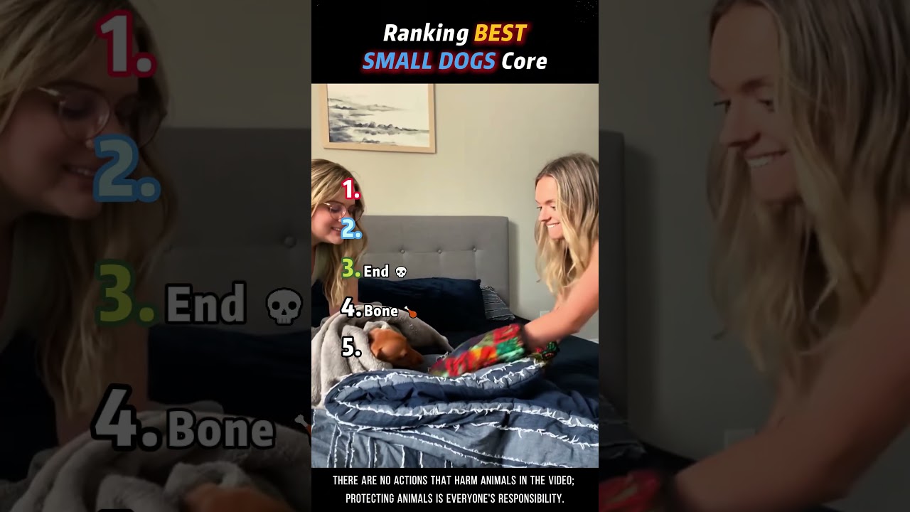 Ranking BEST SMALL DOGS Core Moments!!🐶🍼