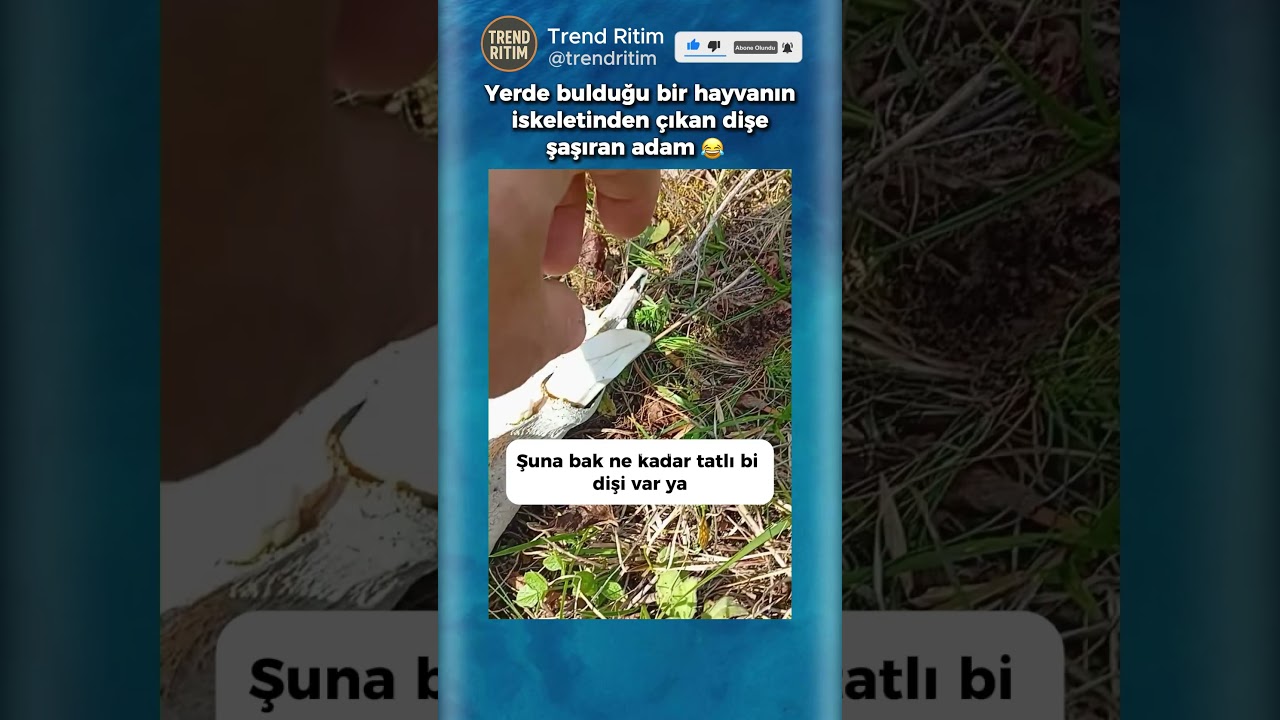Yerde Bulduğu Bir Hayvanın Dişine Şaşıran Adam 🤣😅