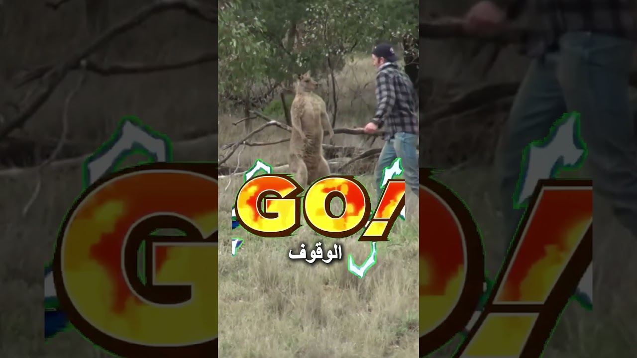 شاهد كيف تعامل هذا الرجل مع الكنغر!