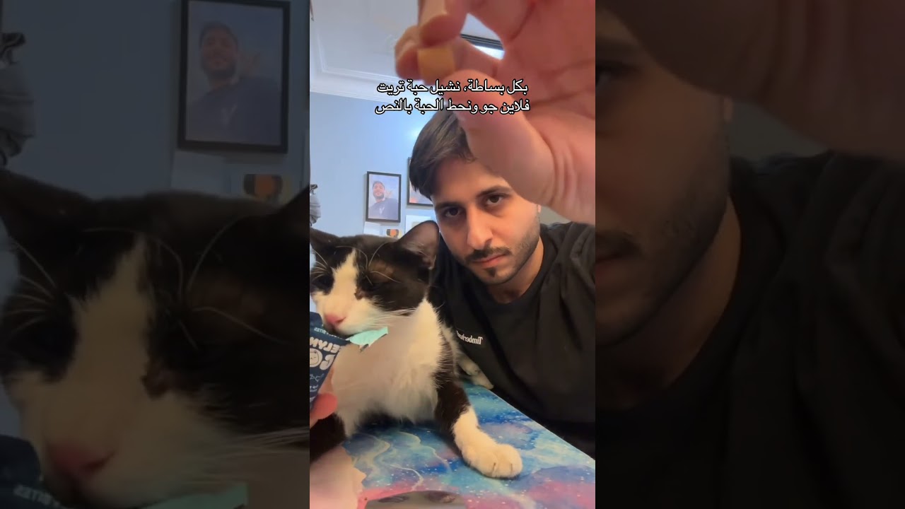 ايزي بيزي #cat #هتضحك #funnycat #اكسبلور #كوميديات #funnypet #قطط #catfunny #funny
