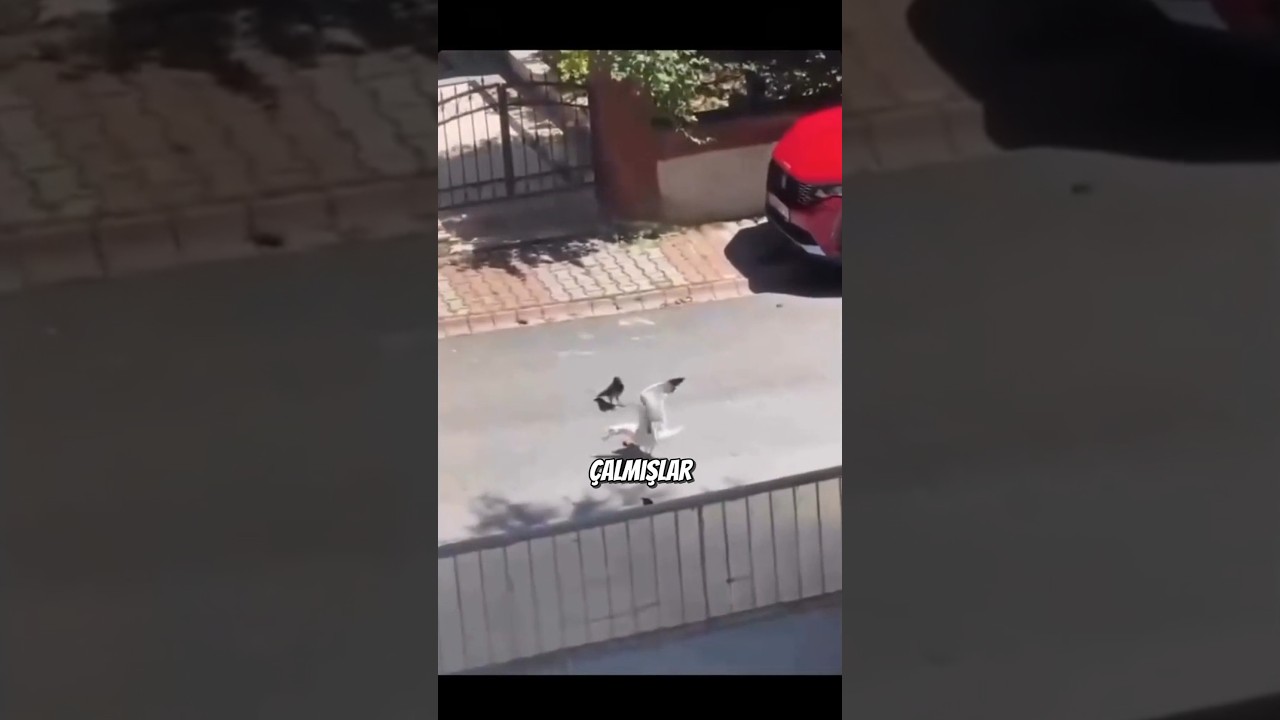 Sanırım Bu Kuşlar Daha Folkistanı Bilmiyor... #shorts