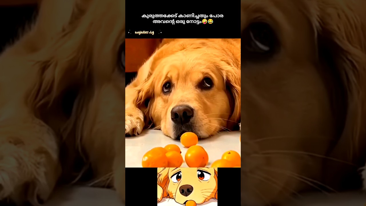 ഈ നോട്ടത്തിൽ ആരാ ഒന്ന്  വീഴാത്തെ 😪😜#yt shorts #cute dog#funny dog#dog lover#kunjikilies vlog 💕
