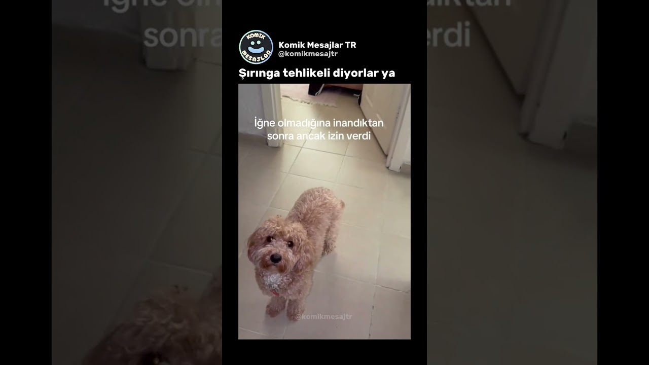 Köpek çoğu insandan akıllı