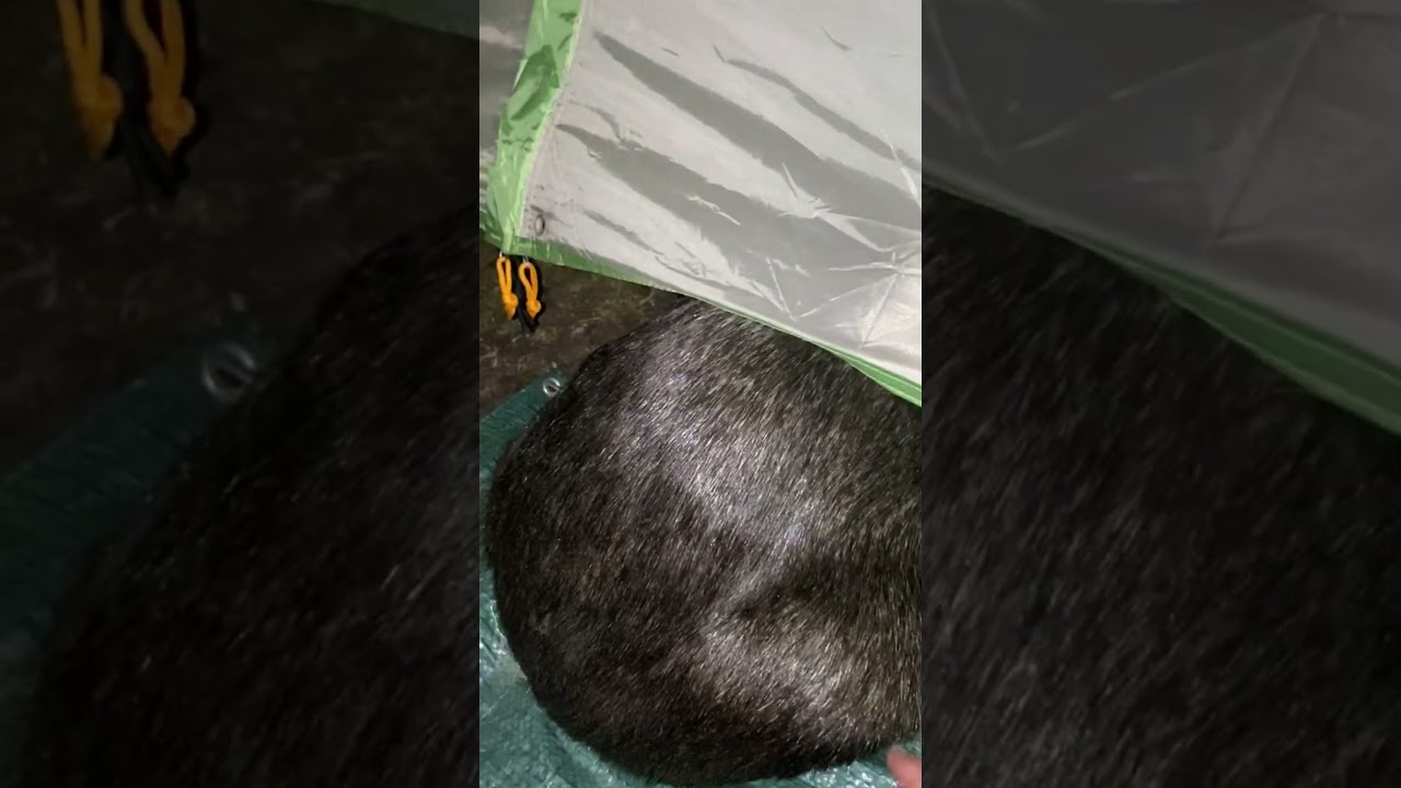 What would you do in this situation? 🐻 #wildlife #camping #shorts #viral - Published by Lisa's Audios ♡