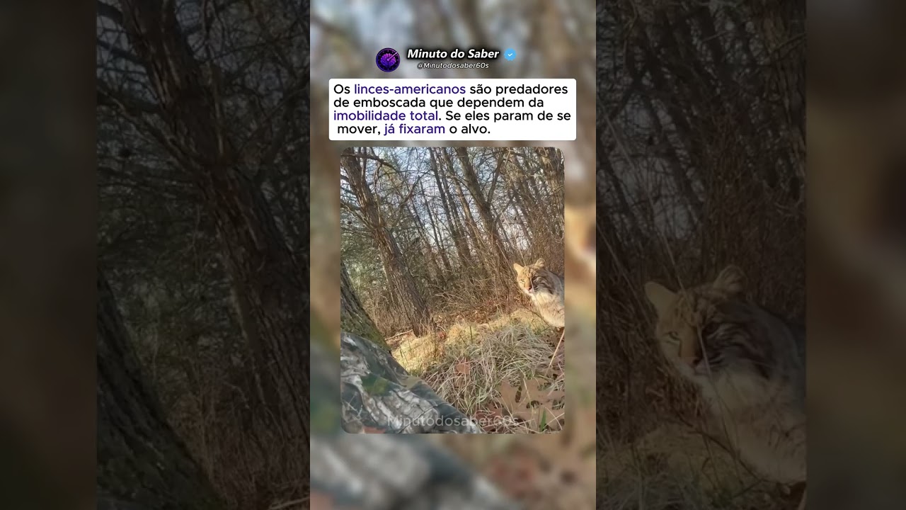 Instinto Puro De Predador Em Um Vídeo 🐱🎯