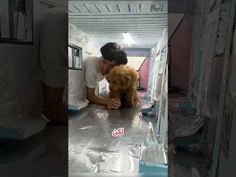 القطار الصغير ومنزل الجدة السري! 😱🚂🏠 #shortvideo