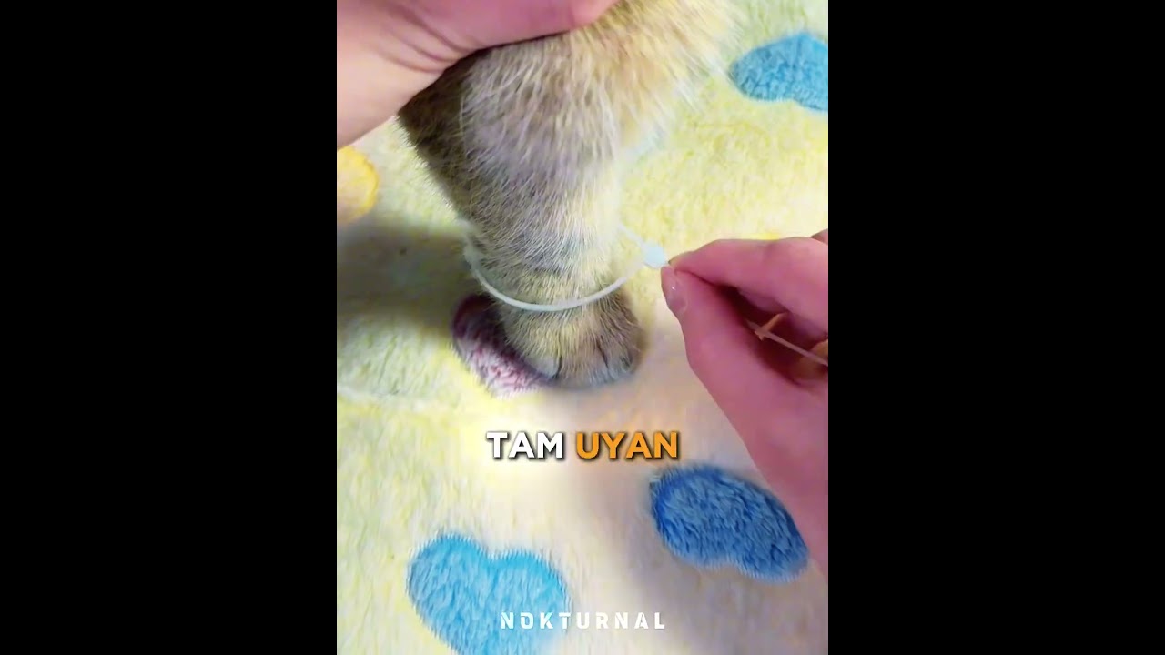 Kız Scooter Suçlusunu Böyle Buldu 😅