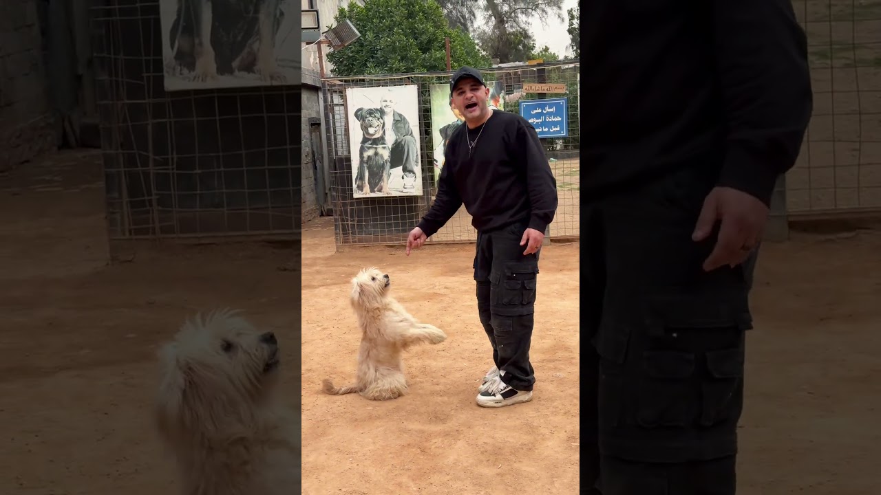 ارقص ي فلفل 🌶️ #كلاب #rottweiler