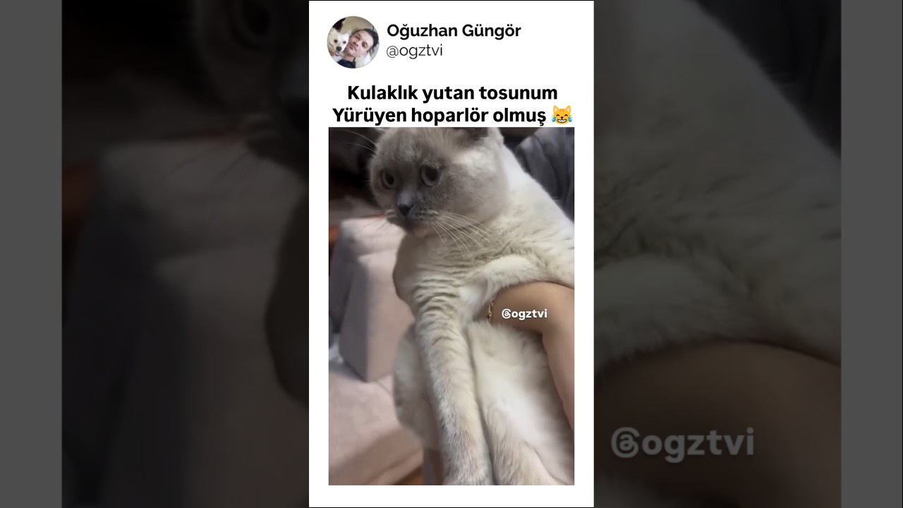 Kulaklık yutan kedi, yürüyen hoparlör olmuş