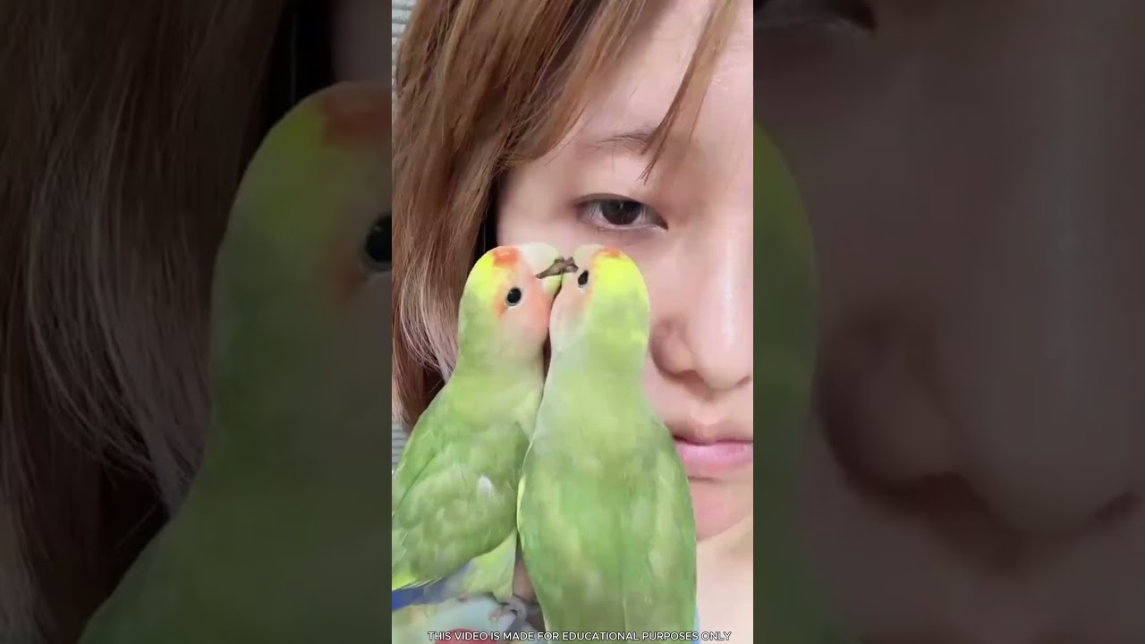 İki papağan doktorun işini devraldı 😍🦜