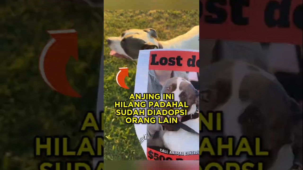 Pria Ini Mengembalikan Anjing Yang Sudah Ia Adopsi Dari Shelter 🐶 #shorts #anjing