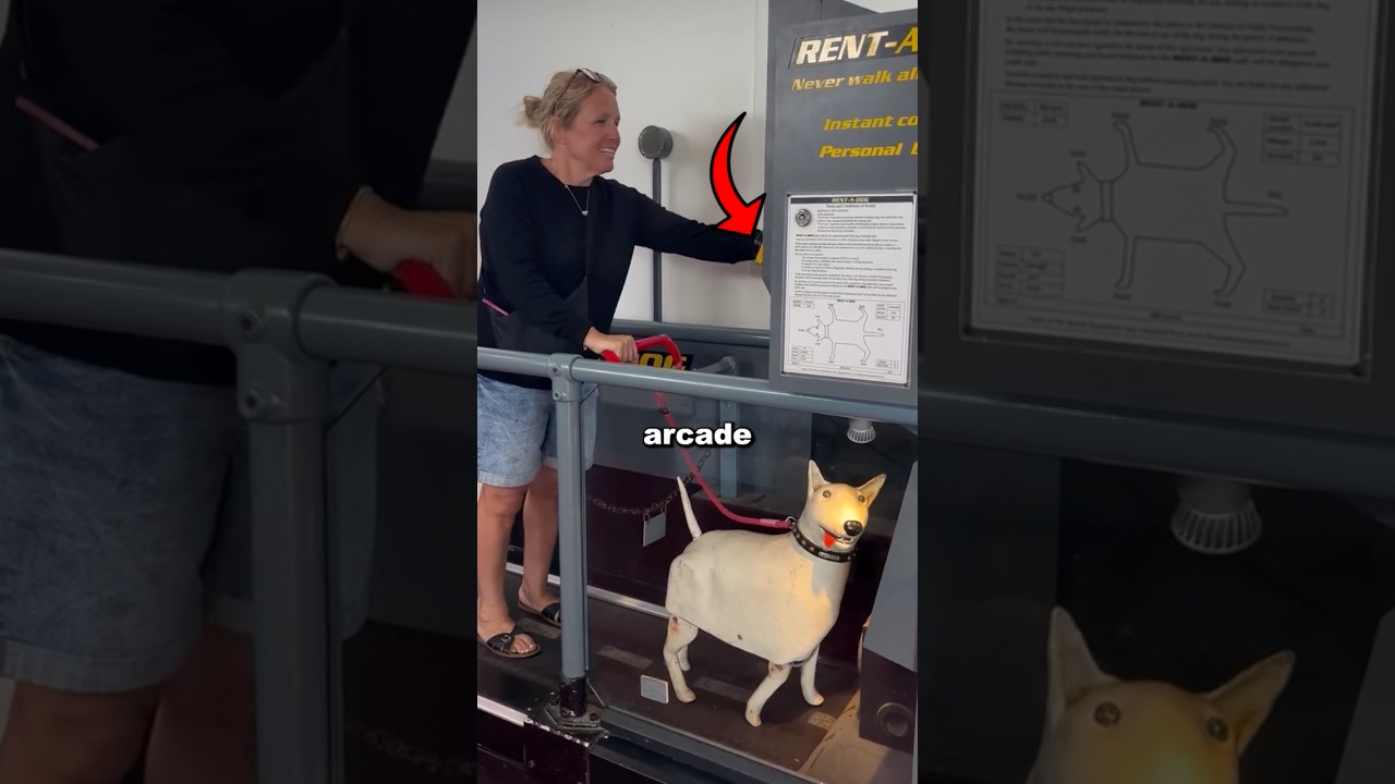 Why This Arcade Makes Fun of Dog Owners 😳
